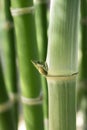 Bamboo Royalty Free Stock Photo