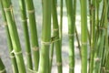 Bamboo Royalty Free Stock Photo