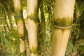 Bamboo Royalty Free Stock Photo