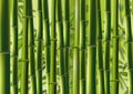 Bamboo