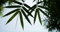 Silhouetted Bamboo Leaves Against a Soft Sky Royalty Free Stock Photo
