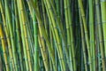 Green bamboo stalks