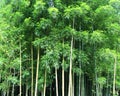 Bamboo Royalty Free Stock Photo