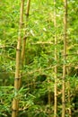 Bamboo Royalty Free Stock Photo