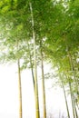 bamboo