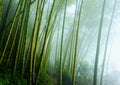 Bamboo Royalty Free Stock Photo