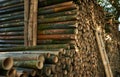 Bamboo abstract background. Pile of bamboo pole. Stack of round timber logs. Large batch of wooden logs for industrial scale or Royalty Free Stock Photo