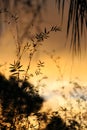 Bamboo against the Florida sunset