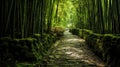 A Bamboo Alley in East Asia Royalty Free Stock Photo