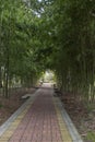 Bamboo Alley in the Park