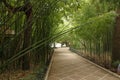 Bamboo alley in park dense shade of vegetation Royalty Free Stock Photo