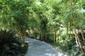 Bamboo alley on two sides of footpath