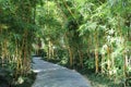 Bamboo alley on two sides of footpath