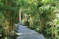 Bamboo alley on two sides of footpath