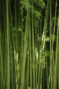 Bamboo Royalty Free Stock Photo