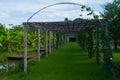 Bamboo Arch In Banana Garden