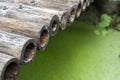 Bamboo arrangement as bridge across green nature pond Royalty Free Stock Photo