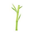 Bamboo as Evergreen Perennial Flowering Plant with Hollow Stem and Green Leaf Vector Illustration