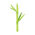 Bamboo as Evergreen Perennial Flowering Plant with Hollow Stem and Green Leaf Vector Illustration