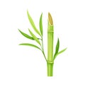 Bamboo as Evergreen Perennial Flowering Plant with Hollow Stem and Green Leaf Vector Illustration