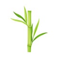 Bamboo as Evergreen Perennial Flowering Plant with Hollow Stem and Green Leaf Vector Illustration