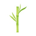 Bamboo as Evergreen Perennial Flowering Plant with Hollow Stem and Green Leaf Vector Illustration