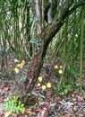 Bamboo, autumn in Dendrological Park Arboretum Silva Royalty Free Stock Photo