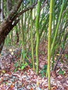 Bamboo, autumn in Dendrological Park Arboretum Silva Royalty Free Stock Photo