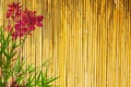 Bamboo Background Royalty Free Stock Photo
