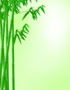 Bamboo background