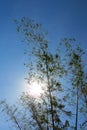 Bamboo background with blue sky and sun