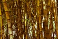 Bamboo background