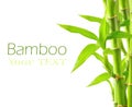 Bamboo background Royalty Free Stock Photo