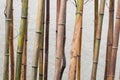 Bamboos background