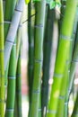 Bright green bamboo stems background Royalty Free Stock Photo