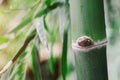 Bamboo background Royalty Free Stock Photo