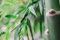 Bamboo background Royalty Free Stock Photo