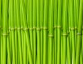 Bamboo background