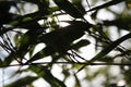 Bamboo background with green leaves and tropical branches defocussed behind with copy space