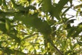 Bamboo background with green leaves and tropical branches defocussed behind with copy space