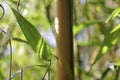 Bamboo background with green leaves and tropical branches defocussed behind with copy space