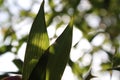 Bamboo background with green leaves and tropical branches defocussed behind with copy space