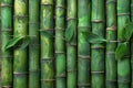 Bamboo background with green bamboo sticks texture for wall, surface or wallpaper design. greenery pattern of fresh bamboo sh Royalty Free Stock Photo
