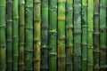 Bamboo background with green bamboo sticks texture for wall, surface or wallpaper design. greenery pattern of fresh bamboo sh Royalty Free Stock Photo