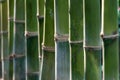 Bamboo background