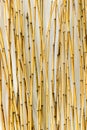 Bamboo Background for Interiors Design