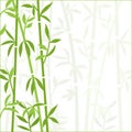 Bamboo background japanese asian plant wallpaper grass. Bamboo tree vector pattern