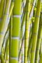 Bright green bamboo stems background Royalty Free Stock Photo