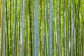 Bamboo background in nature at day