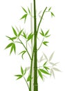 Bamboo background, vector Royalty Free Stock Photo